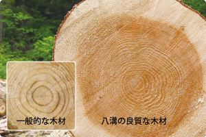 八溝の良質な木材と一般的な木材の比較